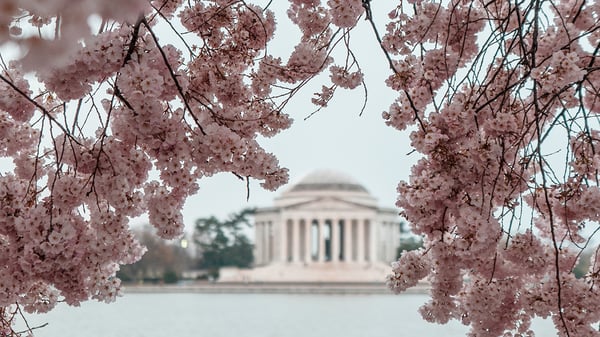 Cherry Blossoms in Washington, D.C.