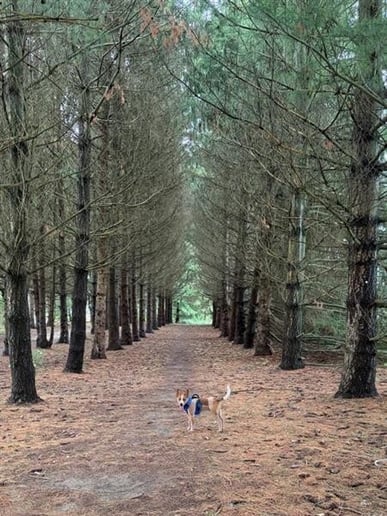 Peanut Butter standing on a wooded path.