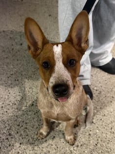 Peanut Butter sits on the ground with his ears perked up.