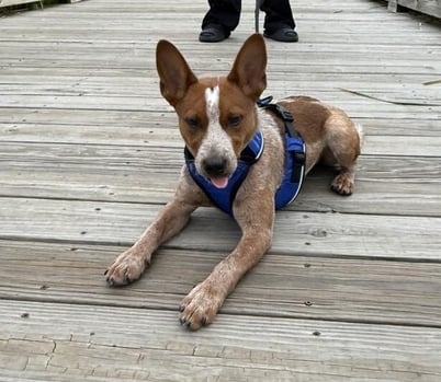 Peanut Butter laying on a boardwalk wearing a blue harness.